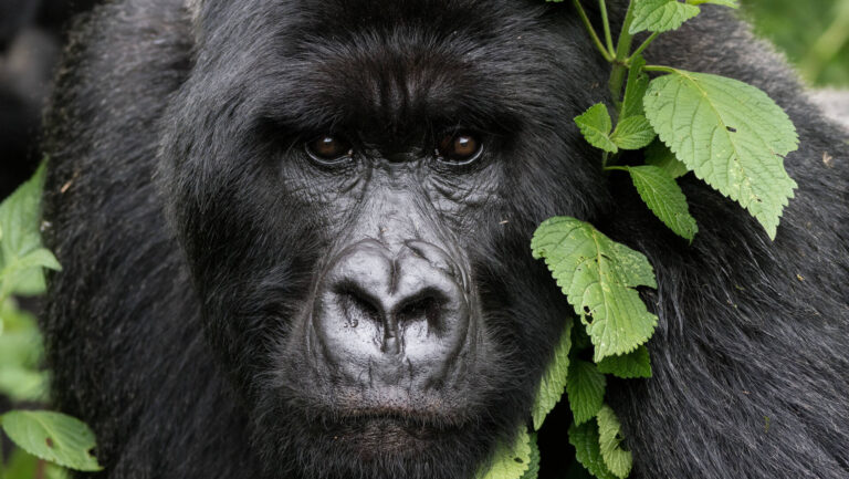 6-Day Uganda Gorilla Safari | African Breeze Tours