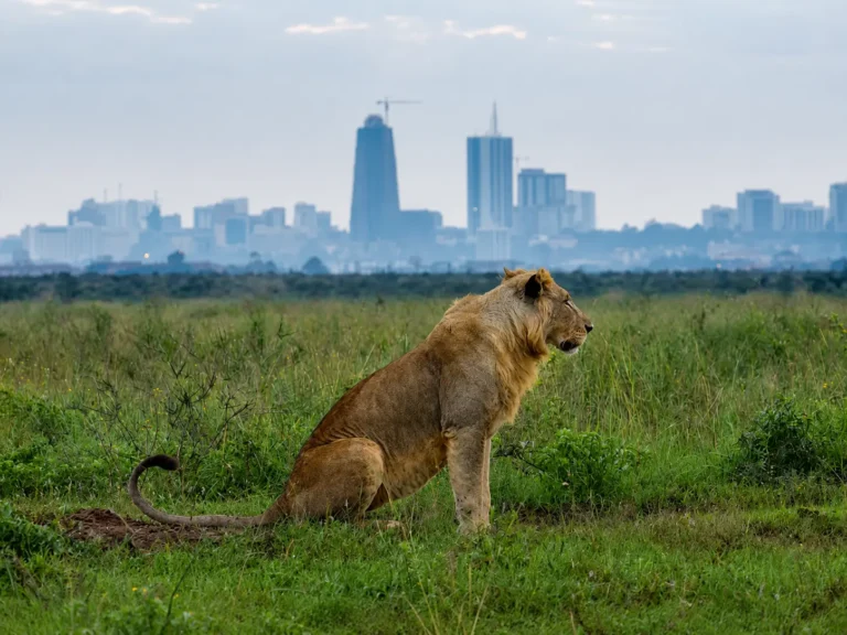 1-Day Nairobi City Tour: Elephant Orphanage & Nairobi National Park