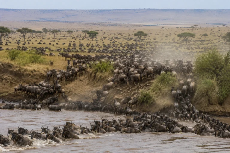 12 Days Kenya & Tanzania Great Wildebeest Migration Safari