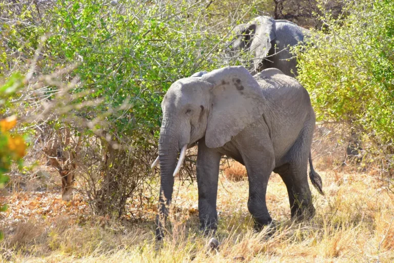 15 Days Kenya & Tanzania Wildlife & Culture Safari