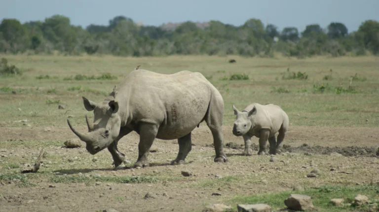 2 Days / 1 Night Ol Pejeta Conservancy Safari Private All-Inclusive Tour from Nairobi