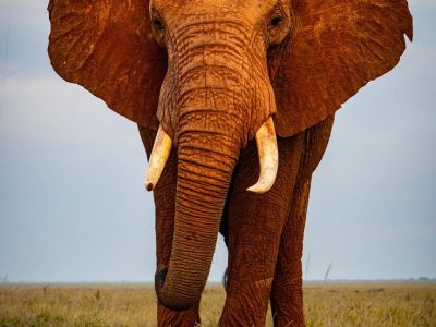 African-Red-Elephant-in-Tsavo-East-National-Park-Colour-40-x-60
