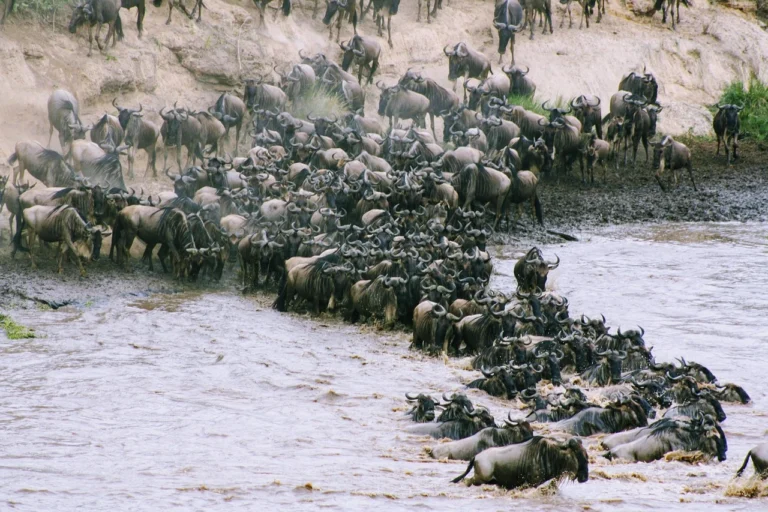 3 Days Great Wildebeest Migration Fly-in Safari