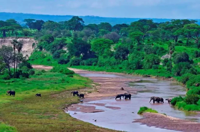 7 Days Big Five Safari plus a Connection to Zanzibar