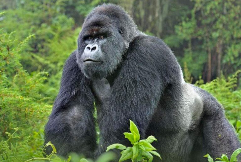 Rwanda Gorilla Trekking Safari | African Breeze Tours