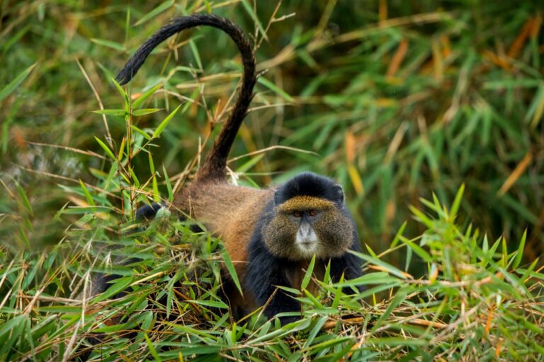 5-Day Rwanda Primate Safari | African Breeze Tours