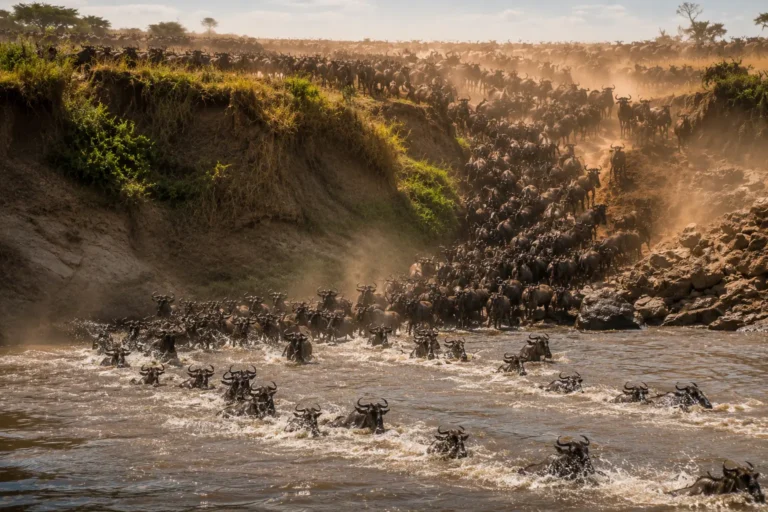9 Days Kenya & Tanzania Wildbeest Migration Circute.