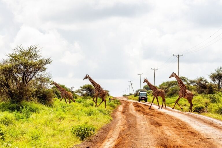 7-day Kenya safari and Zanzibar beach holiday | African Breeze Tours