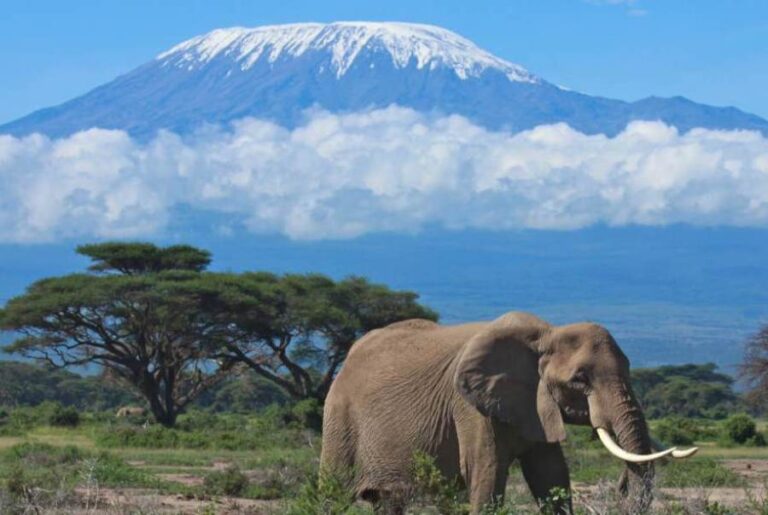 3 Days Amboseli Joining Safari| African Breeze Tours