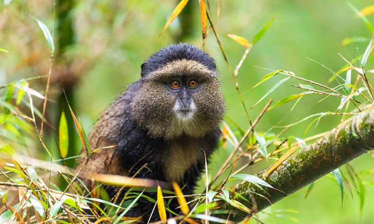 4-Day Rwanda Gorilla Trekking | African Breeze Tours