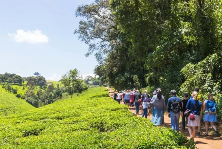 Kiambethu Tea Farm Day Tour