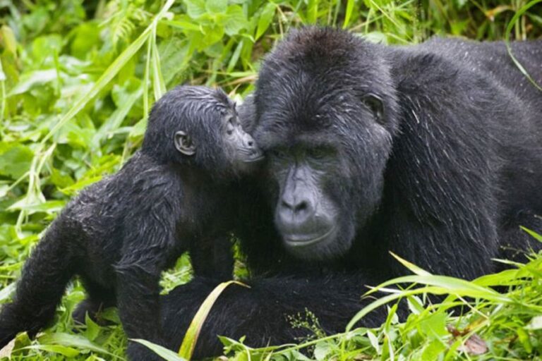 15-Day East Africa Safari | African Breeze Tours