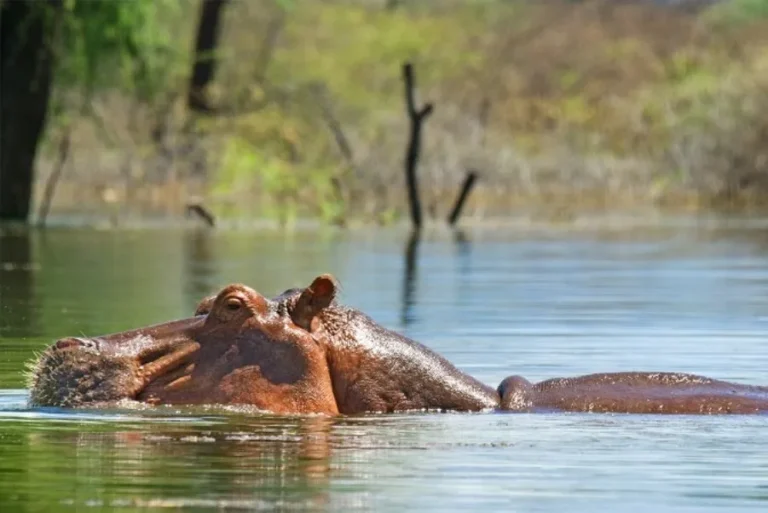 6 Days Masai Mara & the Rift Valley Lakes Camping Safari