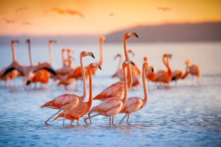 Lake Nakuru Day Trip