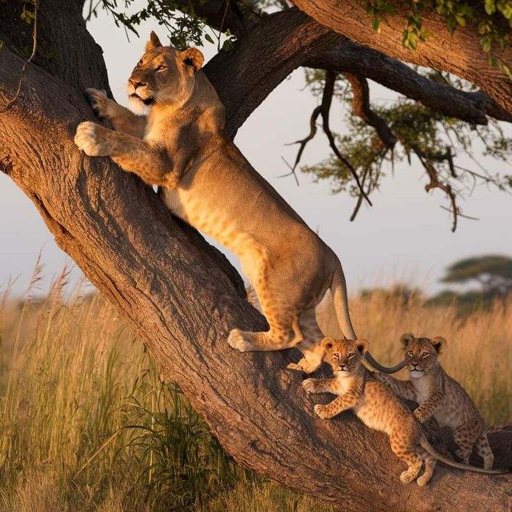 4 Days Lake Manyara Serengeti Lodge Safari | African Breeze Tours