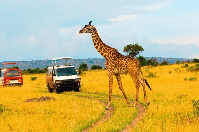 3 Days Masai Mara Joining Budget Safari | African Breeze Tours