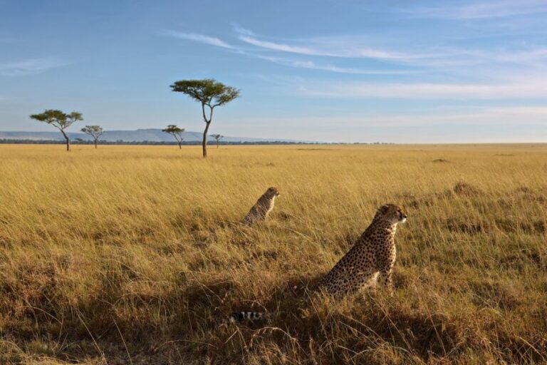 5 Days Masai Mara Lake Nakuru Camping Safari | African Breeze Tours