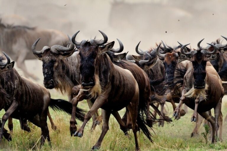 3-day Masai Mara safari from Nairobi | African Breeze Tours