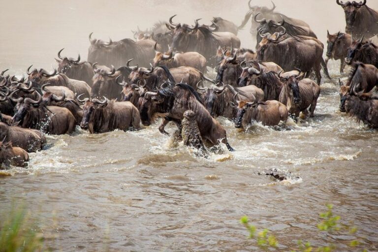 4 Days Masai Mara Lake Nakuru Safari | African Breeze Tours