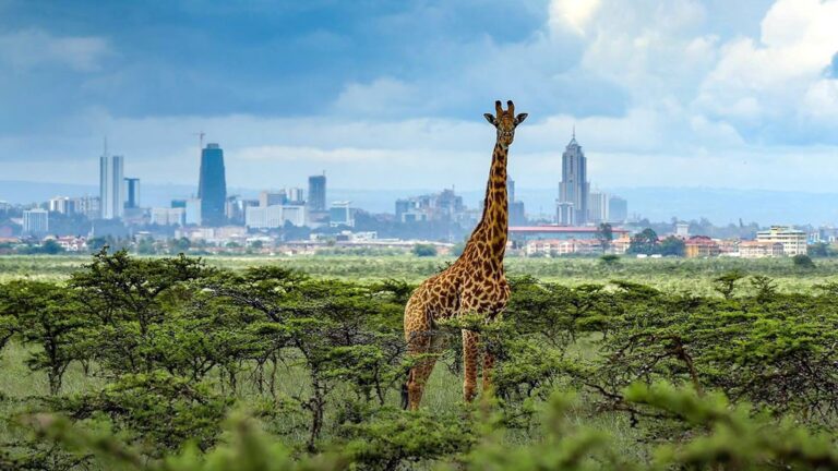 Kenya Safari Tours