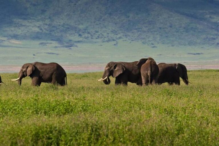 3 Days Ngorongoro Crater Lake Manyara Lodge Safari | African Breeze Tours