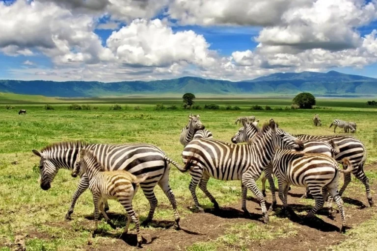 Ngorongoro Crater