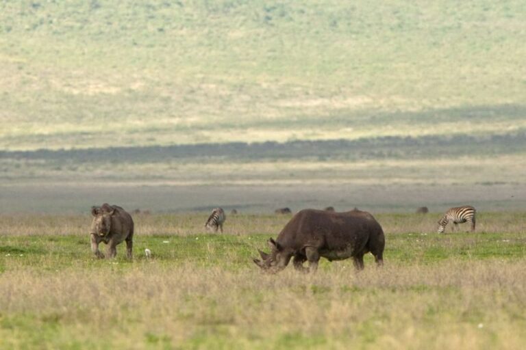 6 Days Lake Manyara Serengeti Lodge Safari | African Breeze Tours