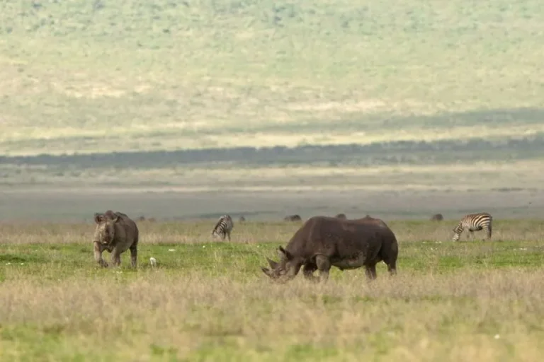 6 Days Lake Manyara, Ngorongoro & Serengeti Camping Safari