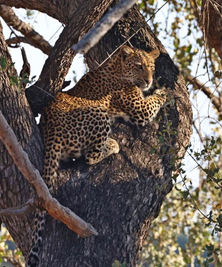 7 Day Treetops Aberdare Masai Mara Lodge Safari | African Breeze Tours