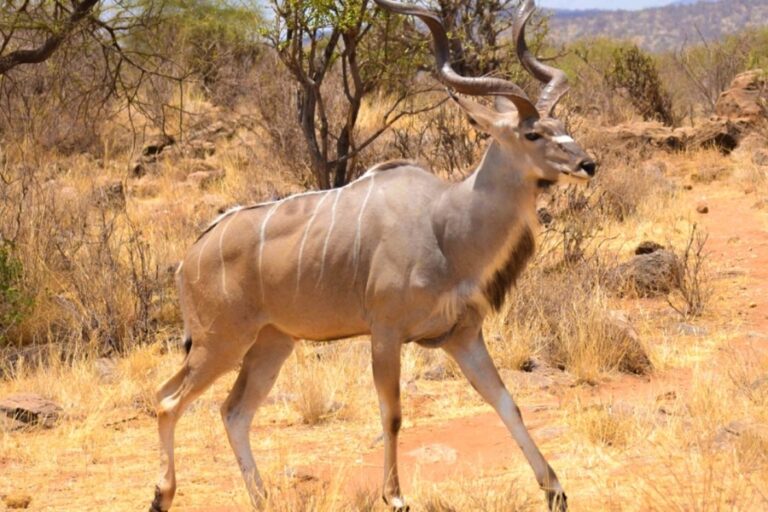 3 Days Samburu Camping Safari Adventure | AFrican Breeze Tours