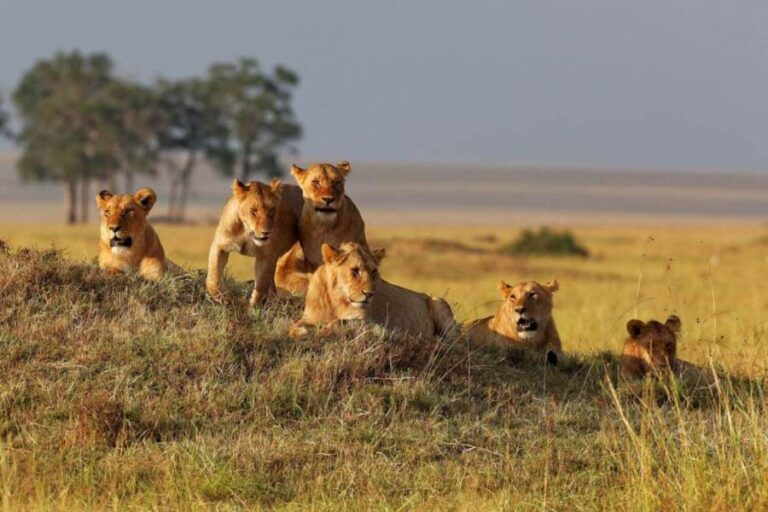5 Days Lake Manyara Serengeti Camping Safari | African Breeze Tours