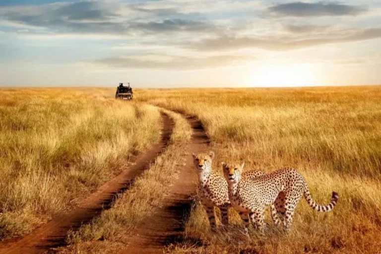 7 Days Lake Manyara, Ngorongoro & Serengeti Budget Safari