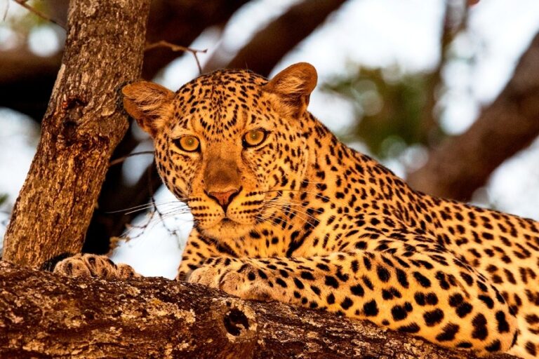 5 Days Lake Manyara Serengeti Lodge Safari | AFrican Breeze Tours
