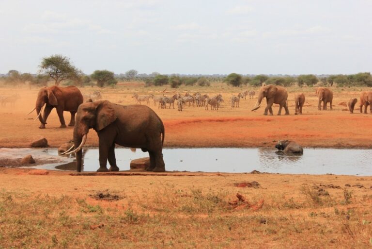 4-Day Amboseli | African Breeze Tours