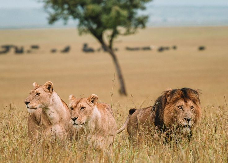 7 Days Great Wildebeest Migration Safari