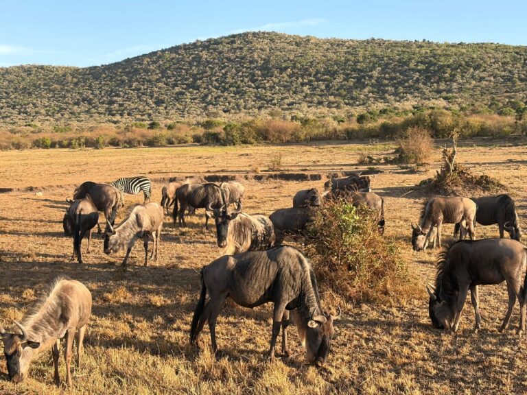 5 Days Great Wildebeest Migration Safari