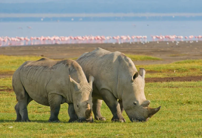 1-Day Lake Nakuru National Park Road Trip