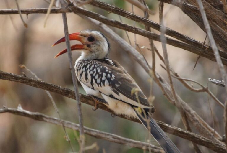10 Days Kenya Bird Watching Safari | African Breeze Tours