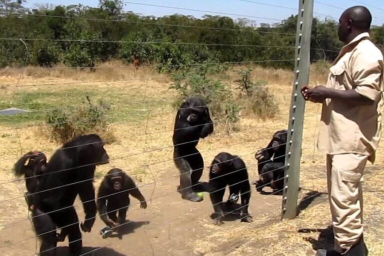 8 day Kenya lodge safari | African Breeze Tours