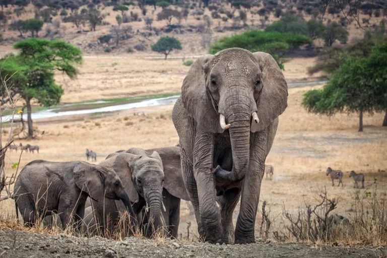 4 Days Lake Manyara, Ngorongoro & Tarangire Camping Safari