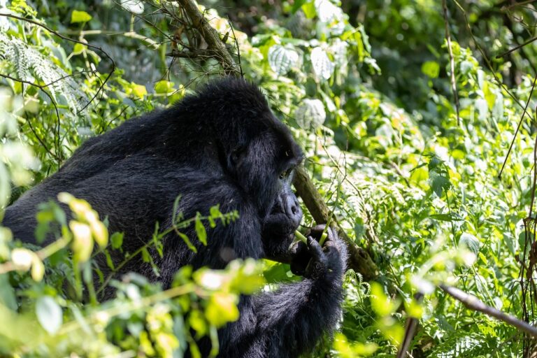 3-Day Rwanda Gorilla Trekking | African Breeze Tours