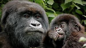 7-Day Rwanda Gorilla and Wildlife Safari | African Breeze Tours