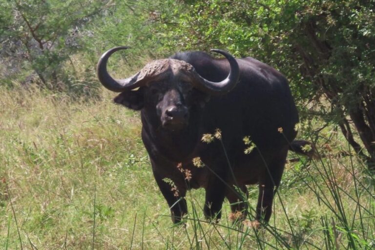 8 Days Samburu Masai Mara Luxury Safari | African Breeze Tours