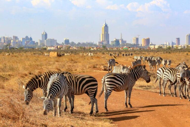 Nairobi National Park Half Day Tour | African Breeze Tours