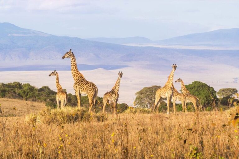 5 Days Lake Manyara Serengeti Lodge Safari | African Breeze Tours